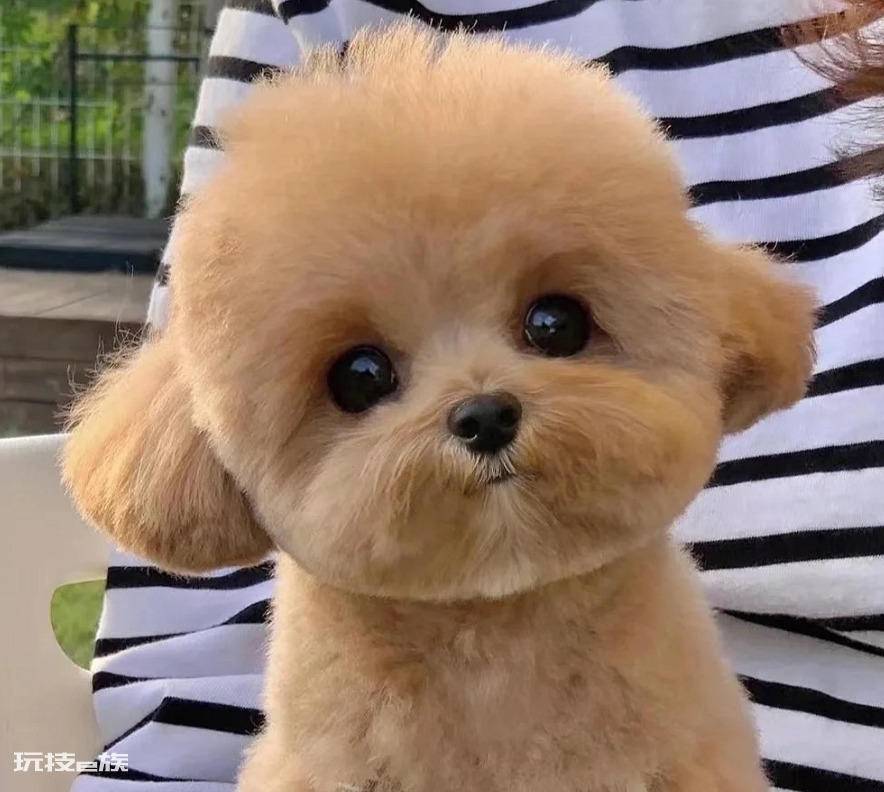 马尔泰狗狗长什么样(细数马尔泰犬如此受欢迎的五个原因)-图片5